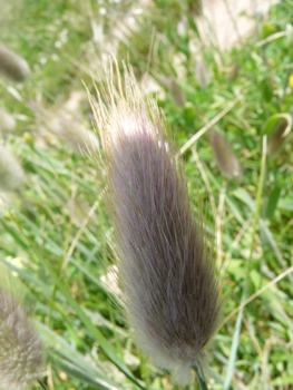 Inflorescence généralement ovale, soyeuse et blanchâtre. Agrandir dans une nouvelle fenêtre ou onglet)